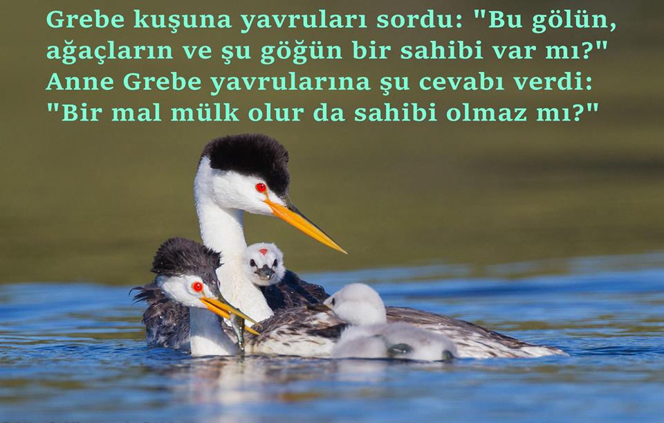 13100734_1110734572302068_548206944017334295_n