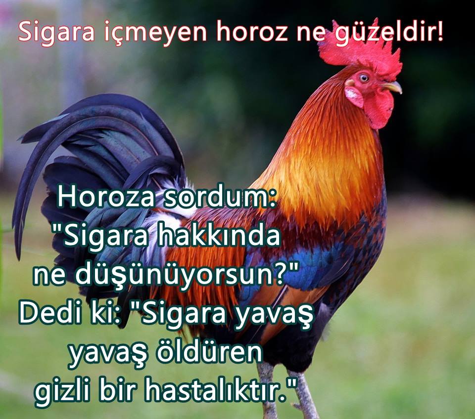 13103387_1109404119101780_7736178079794690603_n