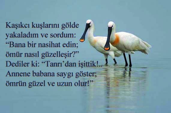 13164227_1111788388863353_2522648581813507064_n