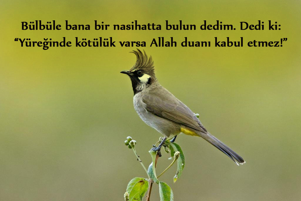 Himalayan Bulbul Dec NITIN