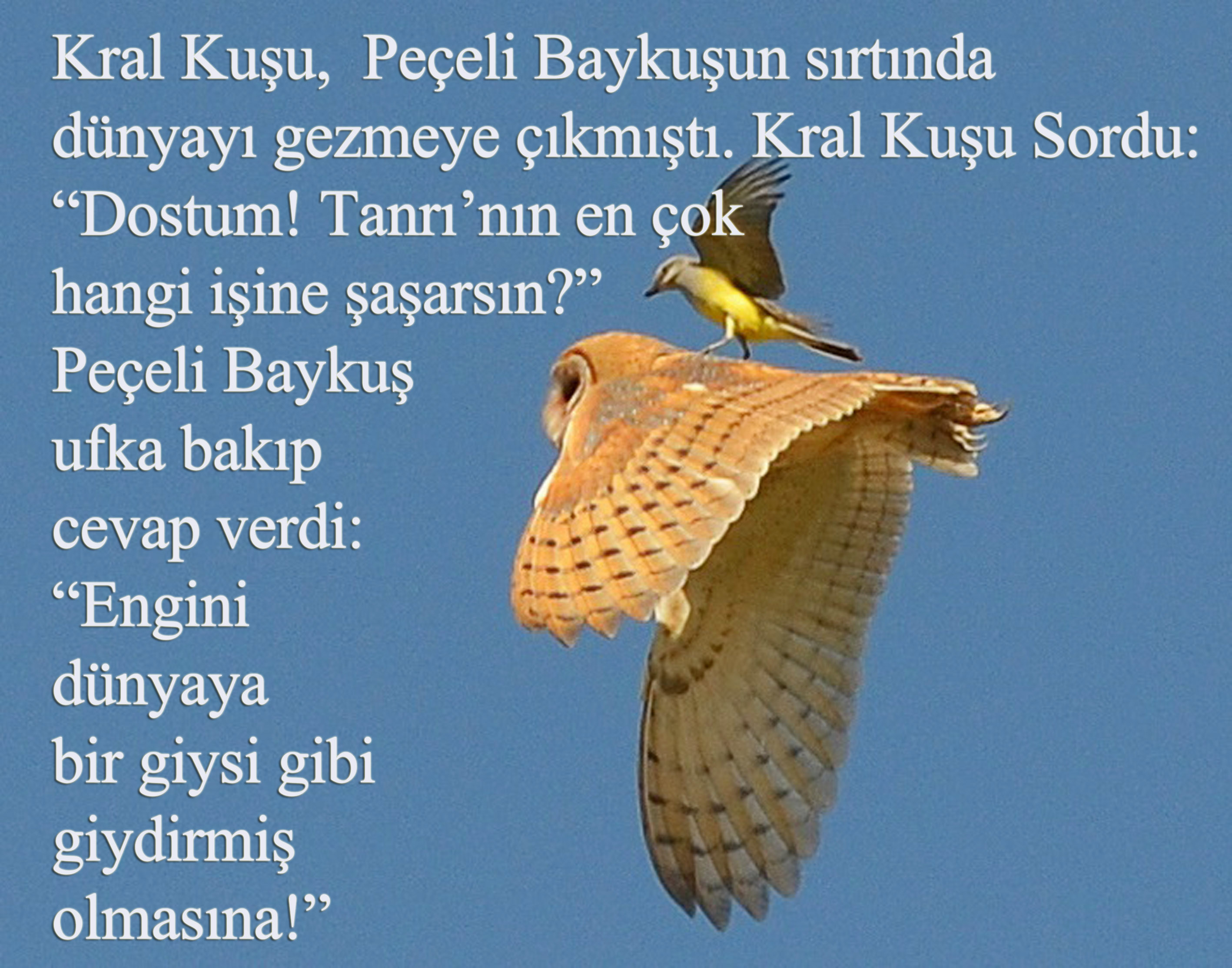 peçeli-paykuş, Küçük kuşun saldırısına uğrayan peçeli baykuş