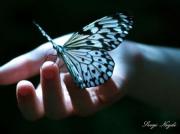 sevgineydiwatermarkvl1