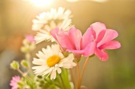 417740_315454078501154_193201654059731_890258_1815701174_n