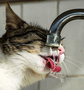 musluktan-su-icen-kedi