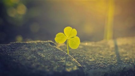 plant-sunlight-1600x900-copy