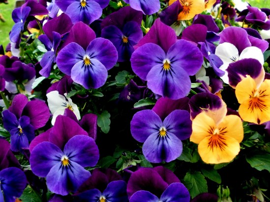 Nature___Flowers_Beautiful_bouquet_of_flowers_pansies_065935_