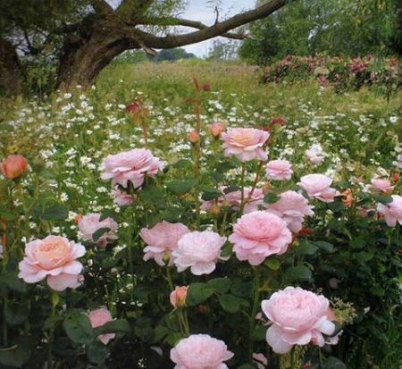 e6681cb325566600bd601149fb699d35