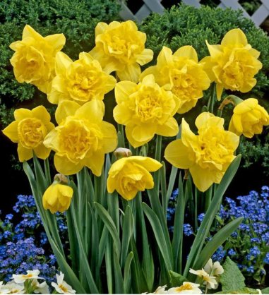 sari-nergis-sogani-kc895808-1-1